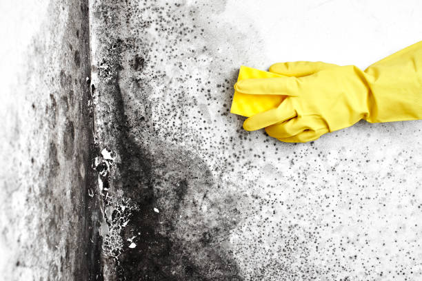 Best Residential Mold Remediation in East Griffin, GA